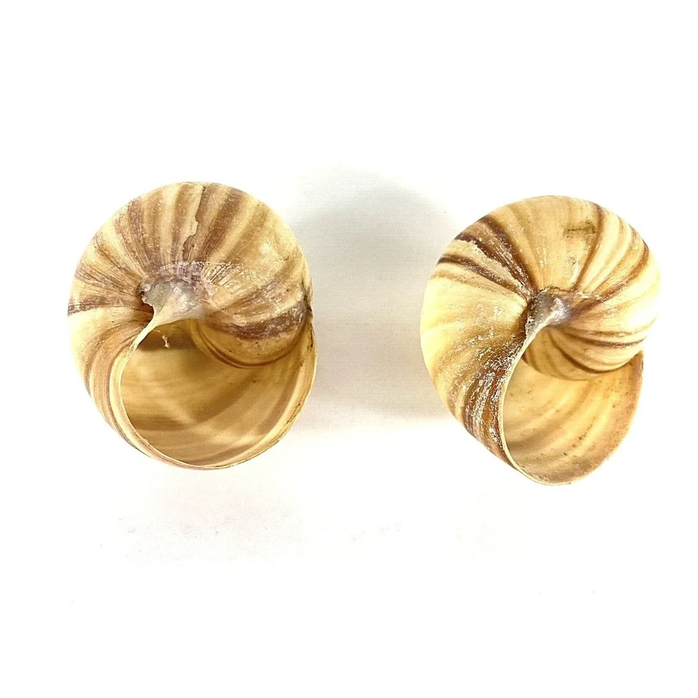 Lot of 2 Large Hermit Crab Shells Land Snail Shell 1.75 - 2